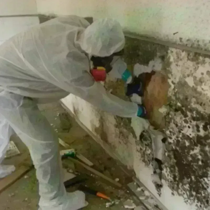 Mold Remediation and Removal in Hayfield, VA